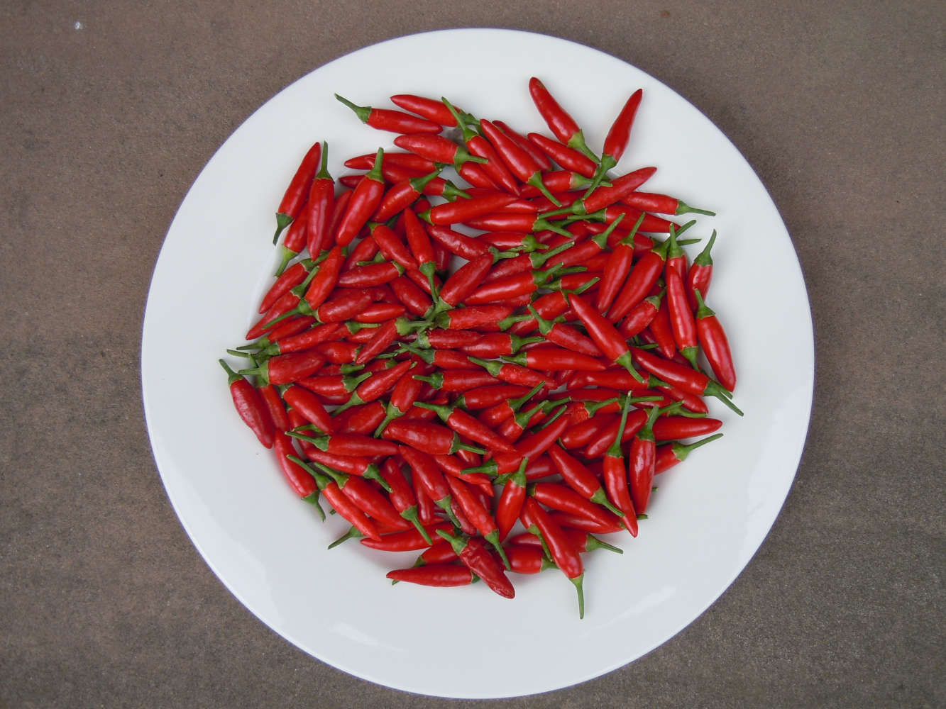 Eine absolut samenfeste Chili-Sorte Chili Anneliese