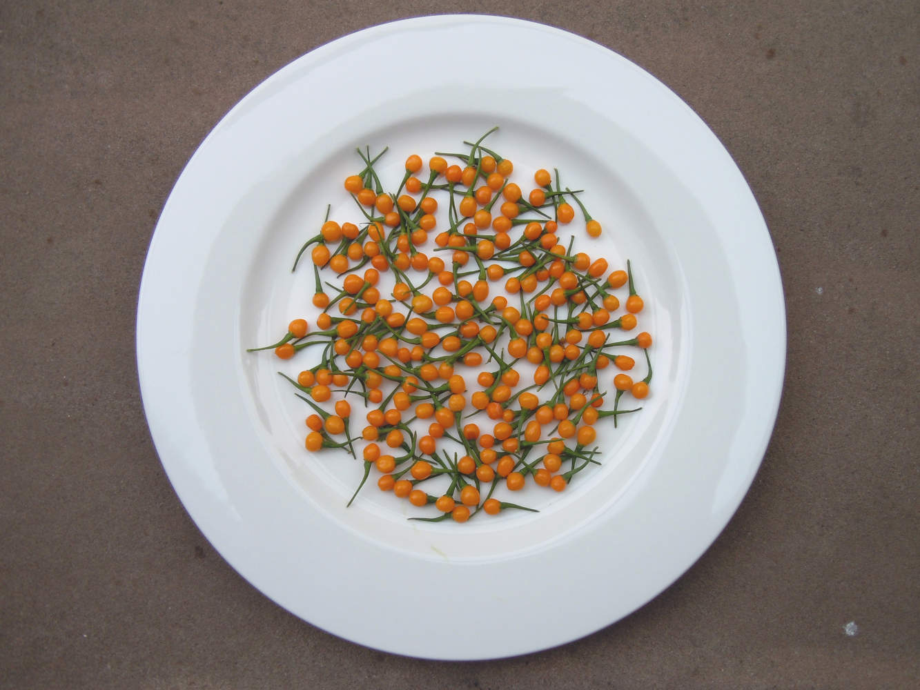 Die teuerste Chili der Welt: neu in Freisbach! Aji Charapita