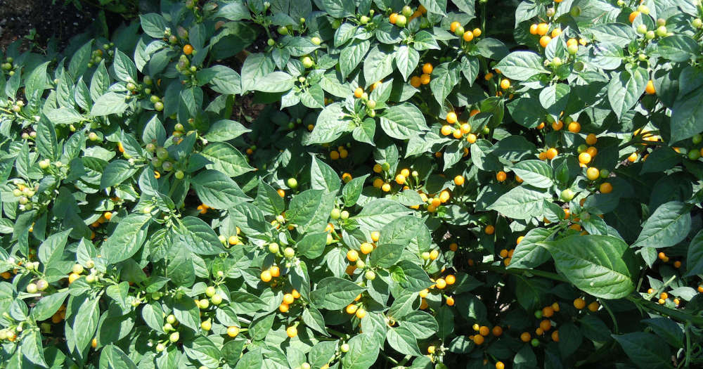 Aji Charapita im Garten