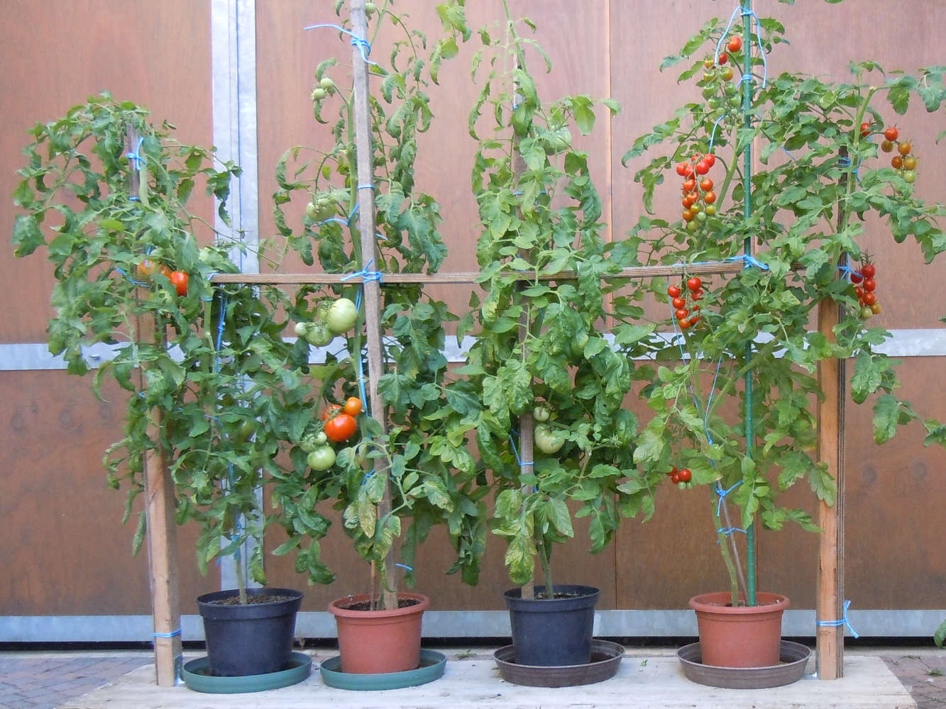 meine 4 Tomatensorten in Töpfen vier Tomatensorten in Töpfen