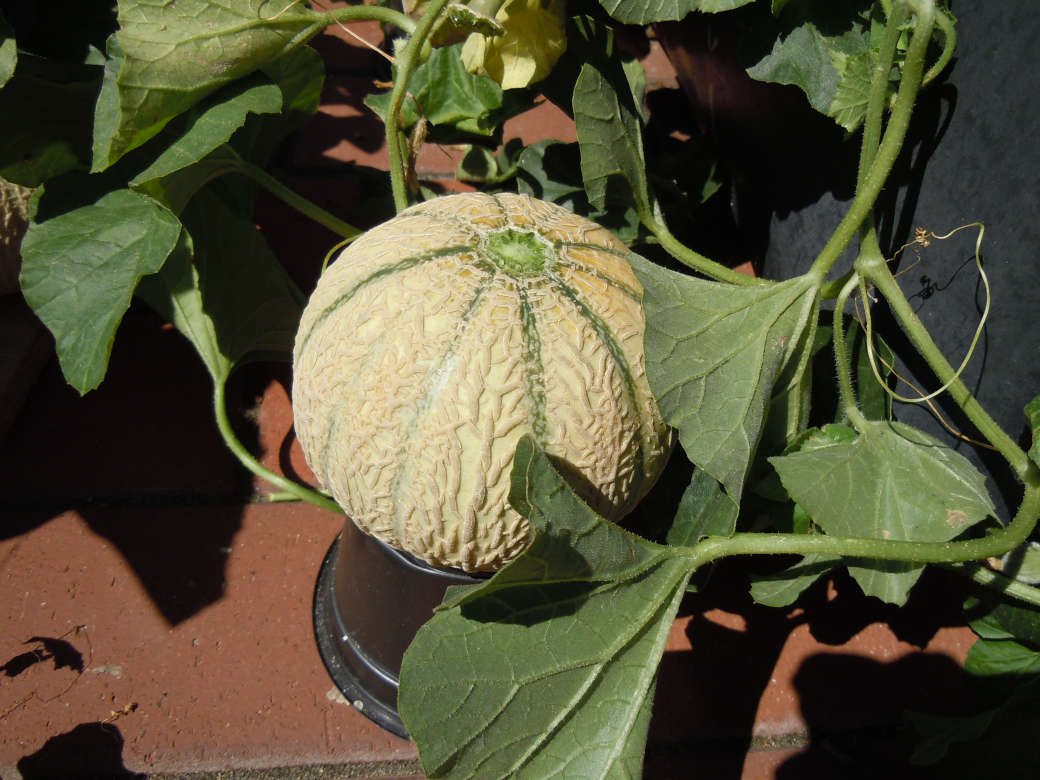 Melonen im Mörtelkübel Melonen im Mörtelkübel