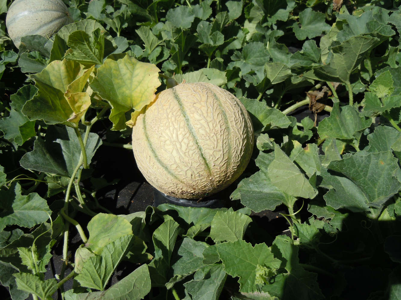 Melonen im Garten Melonen im Garten