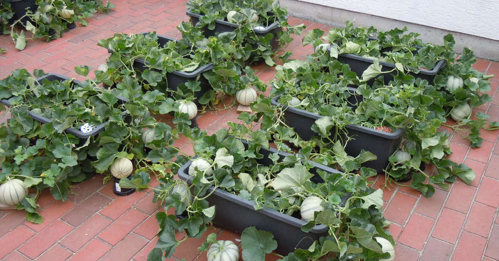 Charentaismelonen im Kübel