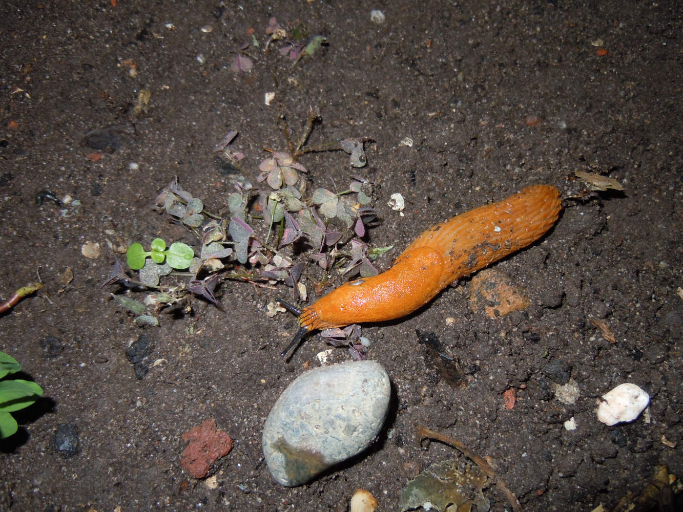 Nacktschnecken lieben Paprika