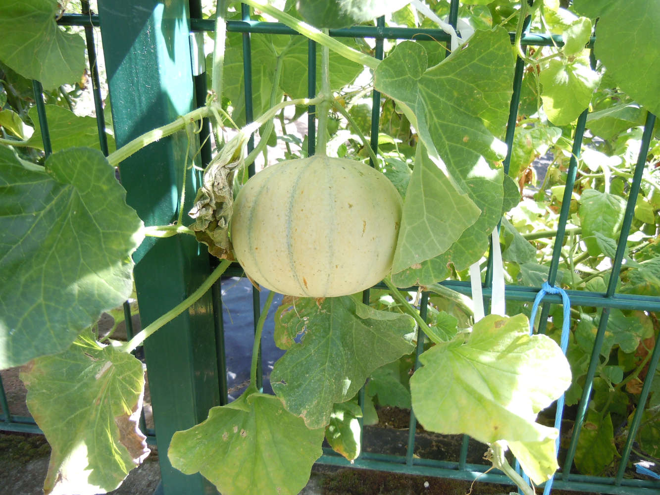 Melonen am Gartenzaun Melonen am Gartenzaun