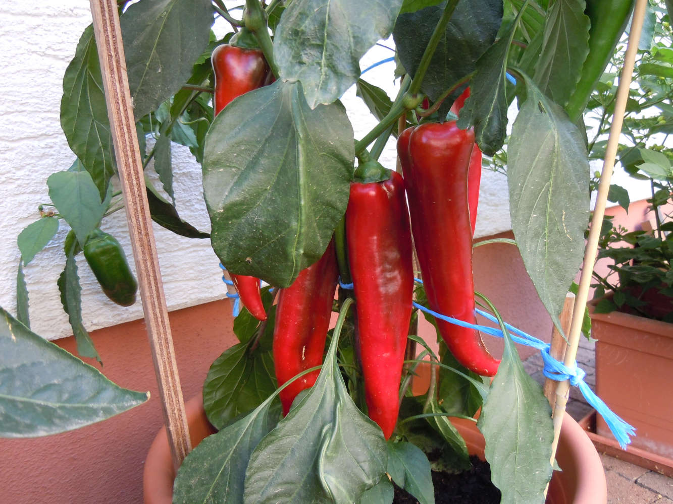 Die erste Ernte aus dem Topf Spitzpaprika im Topf