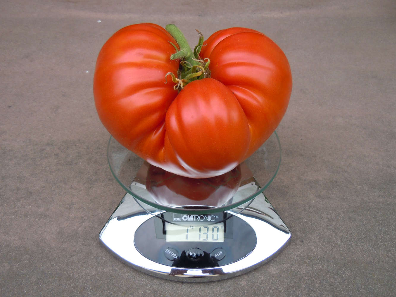Werner, unsere Fleischtomate Werner, unsere Fleischtomate