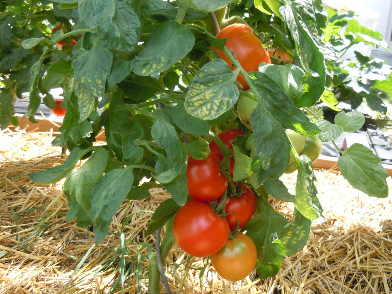 Tomatenbeet mit Mulchschicht Unser Tomatenbeet